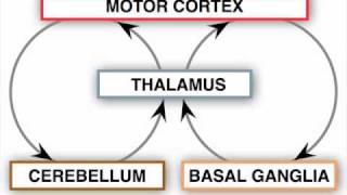 Anatomy Motor Exam  Control Circuits [upl. by Alexis]