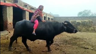 Bhains ke upar baithana mahanga Pad Gayanasreen village vlogs [upl. by Ube]