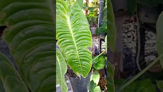 anthurium veitchii plants anthuriumlovers [upl. by Fillender]