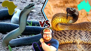 What Happens When a Black Mamba Bites  Snakes In The City  National Geographic [upl. by Mumford]