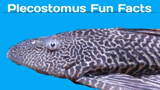 Fun Facts about the Plecostomus [upl. by Gonzalo]