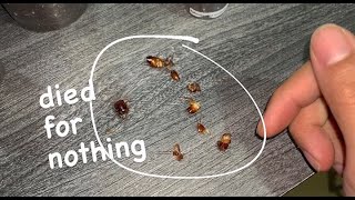 these cockroaches died for nothing [upl. by Kenneth]