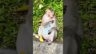 The monkey is eating mango seed after finished mango meat 🥭😋shorts [upl. by Anisor]