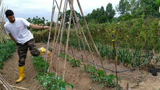 Cómo poner las cañas a las tomateras paso a paso guiado de los tomates [upl. by Daniele465]