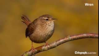 Birdsong for beginners [upl. by Sirrep685]