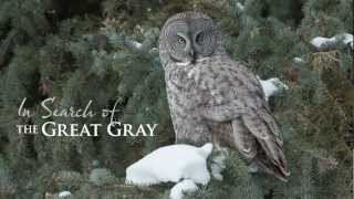 In Search of the Great Gray [upl. by Ramraj870]