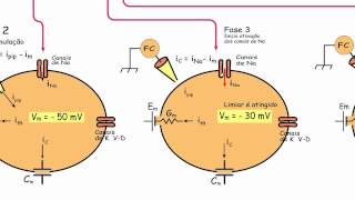 Biofisica de Membranas  Aula 31  Potencial de ação 1 [upl. by Binette]