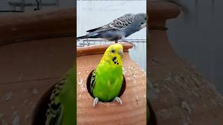 Budgies parrot video [upl. by Darlene]