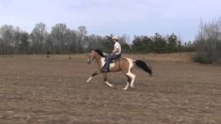 The Single Footing Stallion that has gone VIRAL [upl. by Gerianne]