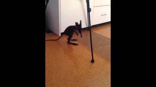 Baby wallaby takes first steps and falls over [upl. by Mulry]