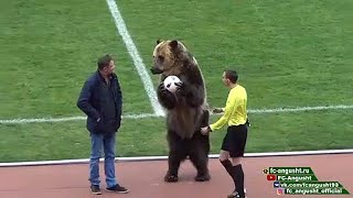 Bear helps kick off Russian football match [upl. by Leuneb]