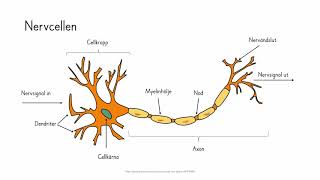 Bi 2 Nervsystemet 1 [upl. by Desirae]