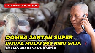 Review Harga Domba Jantan Super Mulai 900 Ribu Saja  AGROTV9 [upl. by Philippe632]