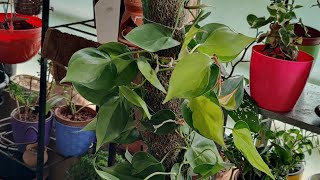 How to repot philodendron Brasil potting soil mixture for philodendron Brasil [upl. by Henrion144]