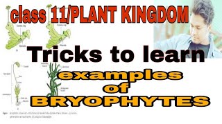 Tricks to learn examples of classes of bryophytes  liverworts and mosses [upl. by Verdie]