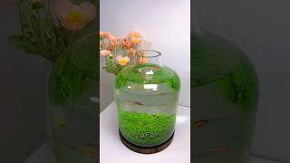 How to grow plant🌱 from seeds  Nano glass Vase aquarium  Planted glass bowl😱 aquariumplants [upl. by Atsylac]