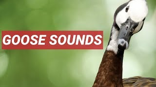 GEESE SOUND IN HIGH QUALITY [upl. by Ednutey]