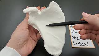 Anatomy of the Scapula  Shoulder Blade  Made Simple [upl. by Magdala]