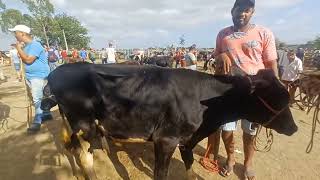 FEIRA DO GADO DE VENTUROSA  PE 30072024 [upl. by Annahsar]