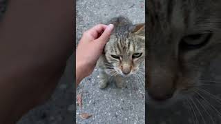 Katze miaut unglaublich süß viralvideo cute cat kitten [upl. by Arac586]