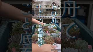 ２週間ぶりの水やり多肉植物多肉の水やり底面給水 [upl. by Adlar979]