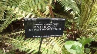 Deciduous Matteuccia Struthiopteris  Its Beauty How To Grow  Ostrich Fern [upl. by Leonardo]