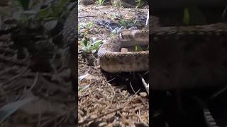 Rattlesnake in my front yard rattlesnake snake [upl. by Gilboa]