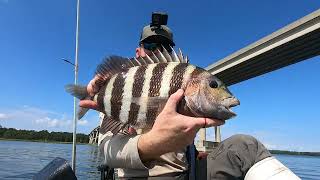 LATE SUMMER SHEEPSHEAD in SNEADS FERRY NC [upl. by Aihcsrop]