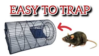 how to set rat trap cage  rat trap cage food  rat catching video [upl. by Ertemed399]