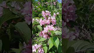 植物図鑑！、【ある風景】 未来遺産 そこにある自然 ダボさんtv 植物 花 タニウツギ [upl. by Shelba]