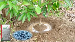 Best Fertilizer For Mango Trees  Best Fertilizer [upl. by Partridge551]