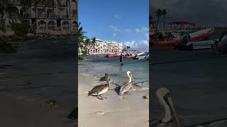 Pelican Bay 🇲🇽 4kwalk travel mexico playadelcarmenmexico pelicans beach tulum [upl. by Gyatt]