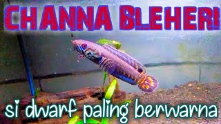 Channa Bleheri  Rainbow snakehead [upl. by Leah]