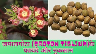 Jamalgota Croton tiglium plants Uses and Identification [upl. by Grand]