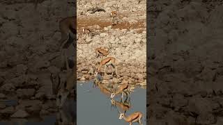 Springbok at Etosha National Park Namibia [upl. by Ahseela]