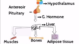 Growth hormoneFunctions of Growth hormone stimulation of growthhormoneHindiUrdu Endocrinology [upl. by Treulich159]