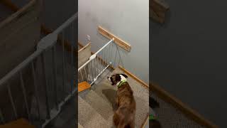 Dog Shows How He Crosses Gate Using Wall  1516438 [upl. by Groos223]