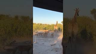 8 Lions Vs 1 Giraffe tourism wildlife africansafari africantourism animals safarilife [upl. by Ayram81]