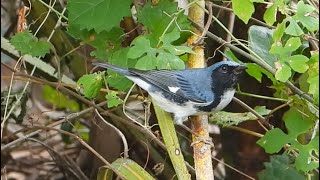 Blackthroated Blue Warbler in Boca Raton [upl. by Sivrup]