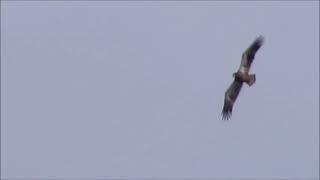 Bald Eagle vs Turkey Vulture [upl. by Salokin2]