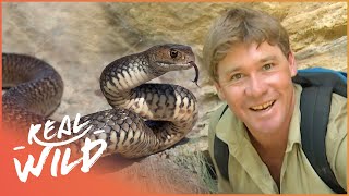 Steve Irwin Meets The Worlds Most Venomous Snakes  Real Wild [upl. by Ttej522]