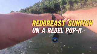 Redbreast Sunfish Top Water on Rebel PopR [upl. by Ahtelahs89]