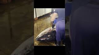 quot黑鮪鱼解体全流程，手把手教学quotquotStepbyStep Guide to Cutting Blackfin Tunaquot [upl. by Zadack]