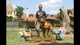 TOSA INU amp MEGBÍZHATÓ TENYÉSZTŐK Heck Gyula Ordasi Dunaőrző Tosa Inu Kennel [upl. by Laet]