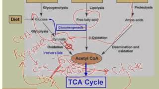 Acetyl CoA Connects Pathways of Catabolism [upl. by Liggitt207]