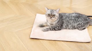 NICREW Pet Heating Pad for Cats and Dogs [upl. by Refynnej426]