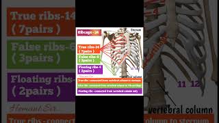 Ribcage anatomy 24 bonesshort videos [upl. by Eiwoh260]