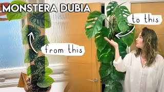 How To Make Your Dubia MATURE  Fenestrate 🌿 Sizing Up Your Monstera Dubia TOP TIPS [upl. by Ilwain]