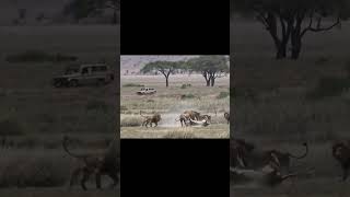 The best lion fighting ever filmed PART 3 [upl. by Raseta]