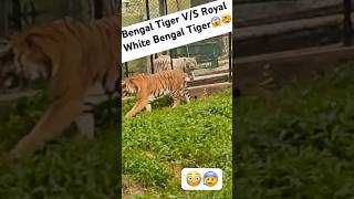 ROYAL WHITE BENGAL TIGER VS BENGAL TIGER😱😬😰 royalbengaltiger tiger animal war youtubeshorts [upl. by Dowd]